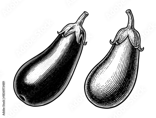 Eggplants, vintage engraving style
