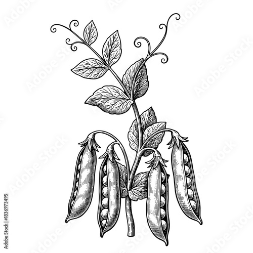 Pea plant with pods, vintage engraving style