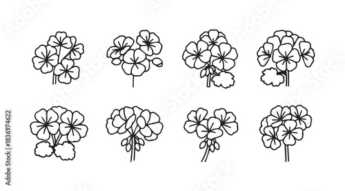 Collection of hand drawn geranium flower clusters botanical sketch elements for design vector