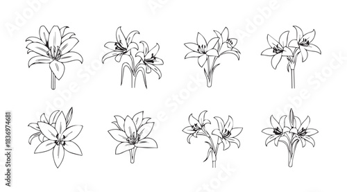 Collection of delicate hand-drawn lily flower bouquets sketch artistic botanical elements vector