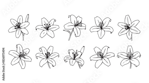 Collection of hand-drawn lily flower sketches for artistic projects and floral design vector