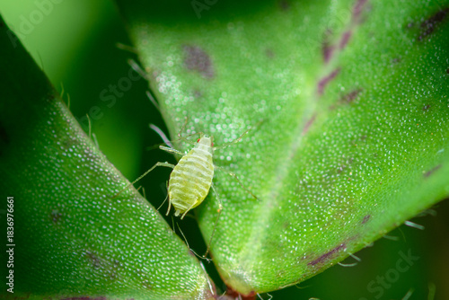 Selective focus on a aphid, genus Acyrthosiphon