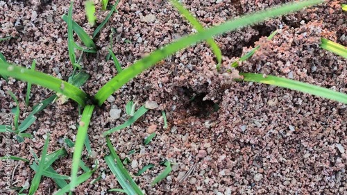 Red ants are building a nest.