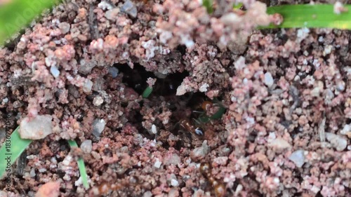 Red ants are building a nest.