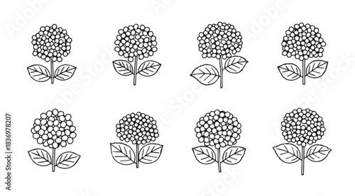 Collection of eight delicate black and white hydrangea flower line drawings with leaves and stems vector