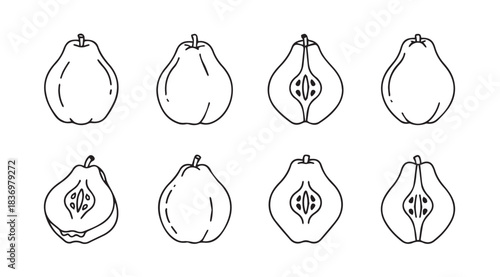 Hand drawn sketch of quince fruits whole and halved for food design and culinary art vector