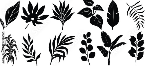 Tropical leaves vector. Set of palm leaves silhouettes isolated on white background. vector set of tropical leaves with a simple silhouette style.Collection of black silhouette tropical leaves 