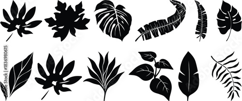 Tropical leaves vector. Set of palm leaves silhouettes isolated on white background. vector set of tropical leaves with a simple silhouette style.Collection of black silhouette tropical leaves 