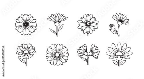 Hand drawn botanical sketch collection delicate flowers floral elements for design projects vector