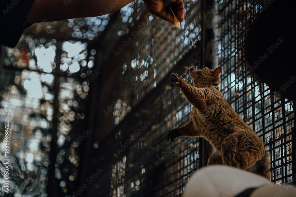 Fototapeta premium A small, beautiful lemur. A wild animal.