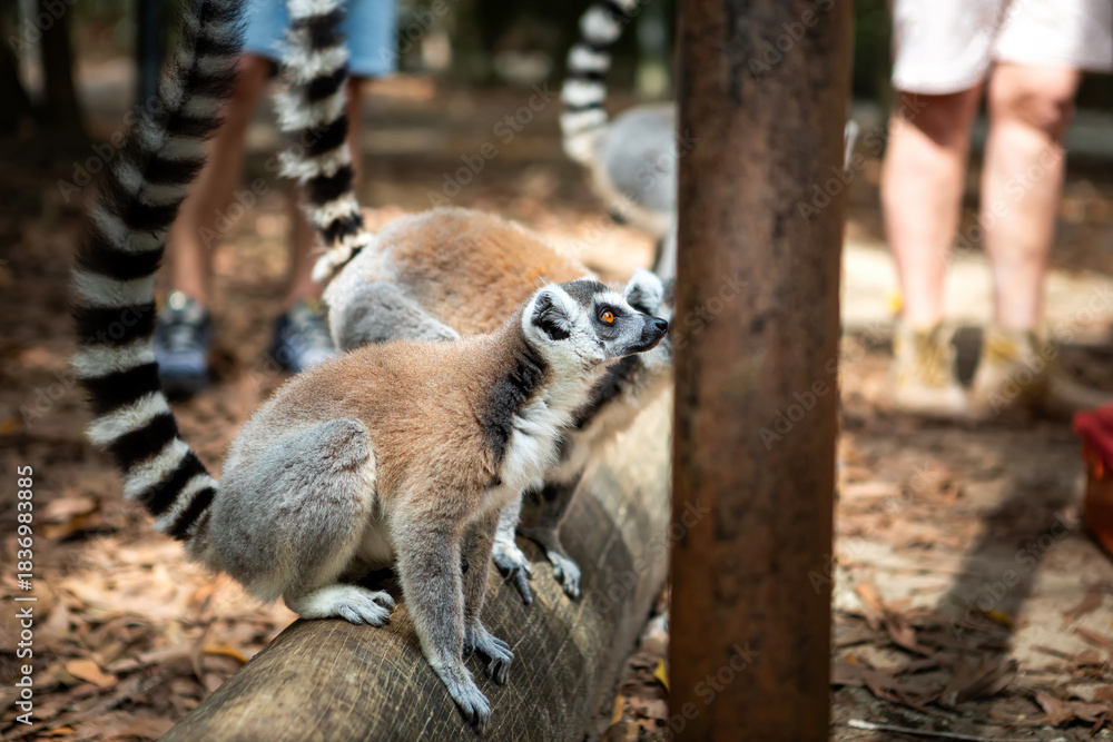 Fototapeta premium A small, beautiful lemur. A wild animal.