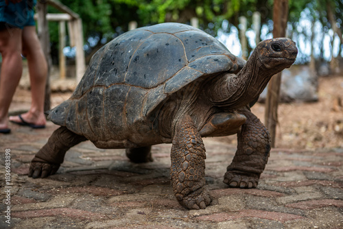 Wallpaper Mural A big and beautiful turtle in the park. Beautiful turtle. Torontodigital.ca