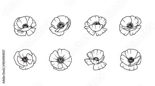 Collection of hand drawn poppy flowers various angles and styles for artistic design vector