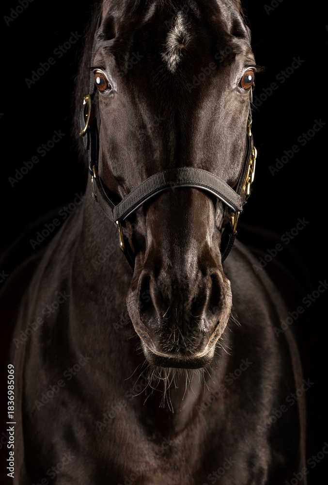 Fototapeta premium Beautiful black horse in the studio