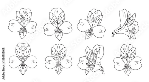 Delicate floral line art collection of almond blossoms for elegant design projects vector