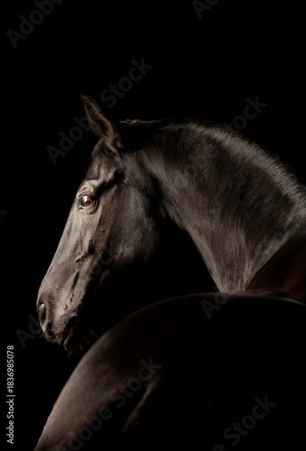Beautiful black horse in the studio