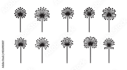Collection of delicate dandelion seed heads in botanical line art style vector