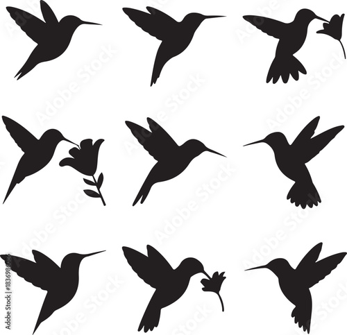 Elegant silhouettes of hummingbirds in flight and feeding on flowers