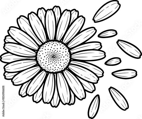 chance and change a delicate blooms symbolic release of destinys dance, isolated on transparent background