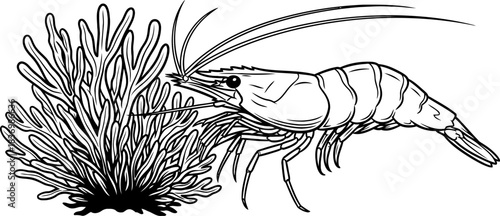 coastal critters retreat minimalist line art of a shrimp in its aquatic haven, isolated on transparent background