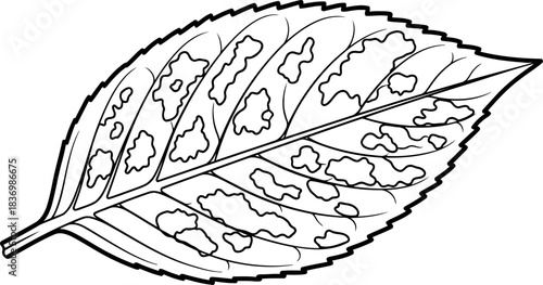 deciphering natures scars an illustrative glimpse into plant imperfection and vulnerability, isolated on transparent background