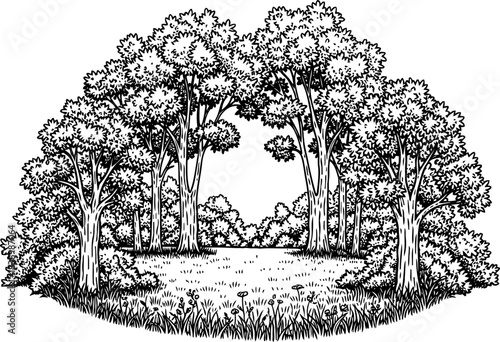 forests embrace discovering a secluded glades timeless serenity and growth potential, isolated on transparent background