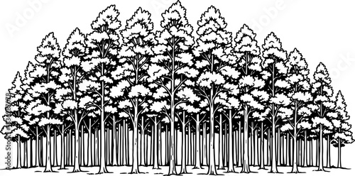 forests embrace a stylized ode to natures enduring harmony and growth, isolated on transparent background