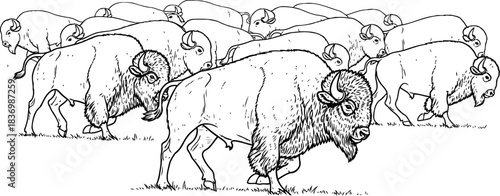 heritage strokes an illustrative symphony of wild resilience and boundless spirit, isolated on transparent background