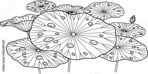 meditative waterscape handdrawn lotus leaves embracing tranquility and growth, isolated on transparent background