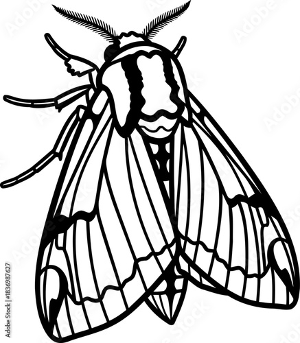 nocturnal elegance intricate moth unfolds in striking minimalist line art, isolated on transparent background