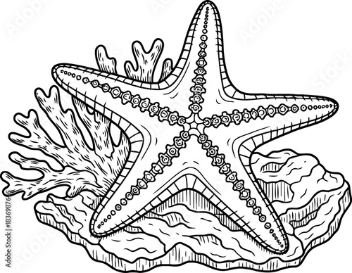 oceanic stars serene embrace a line art journey into underwater wonders, isolated on transparent background