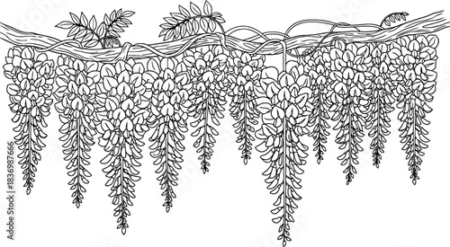 organic cascade handrendered wisteria garland for sophisticated natural aesthetics, isolated on transparent background
