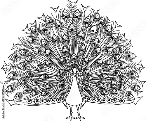 regal fanfare natures grand display etched in timeless lines, isolated on transparent background