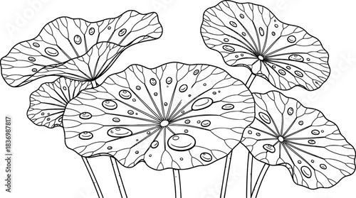 raindrop symphony botanical grace on lily pads, minimalist line art, isolated on transparent background