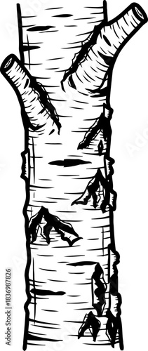 resilient skin birch tree barks enduring pattern, a natural legacy, isolated on transparent background