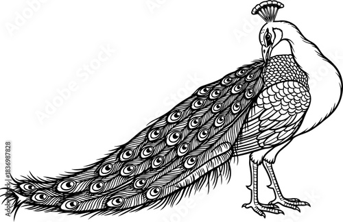 regal finesse the peacocks intricate plumage, a timeless black and white masterpiece, isolated on transparent background