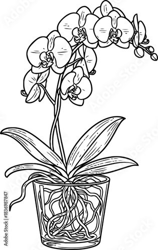 rooted elegance a botanical masterpiece revealing lifes delicate foundations in monochrome, isolated on transparent background