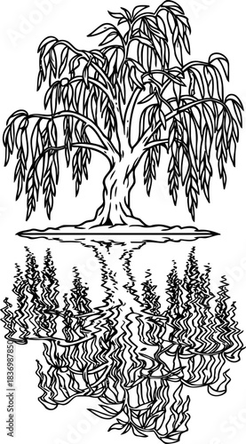 rooted grace the poetic distortion of a willows watery dream, isolated on transparent background