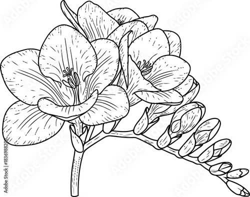 the scented genesis freesias line art story of budding life and delicate flourish, isolated on transparent background