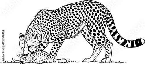 velvet paws, fierce heart a cheetahs tender embrace of its legacy, isolated on transparent background