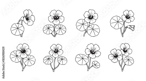 Hand drawn nasturtium flower botanical sketches botanical illustration for floral designs vector