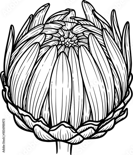 whispers of bloom natures art, unfolding gracefully, a portrait of delicate beginnings, isolated on transparent background