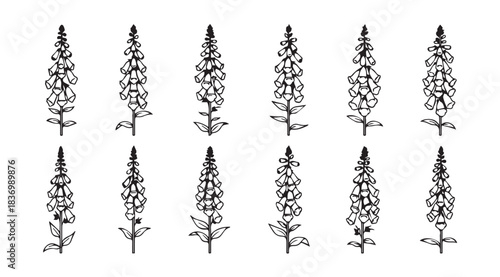 Collection of hand drawn digitalis flowers botanical illustration detailed line art collection vector