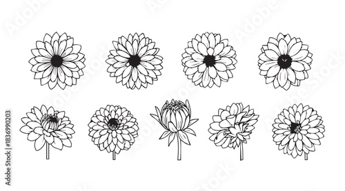 Collection of delicate hand-drawn line art chrysanthemum flowers in various stages and angles vector