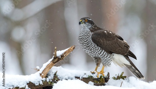 A northern goshawk perches on a snow-covered branch in winter, looking towards its right with blurry background
