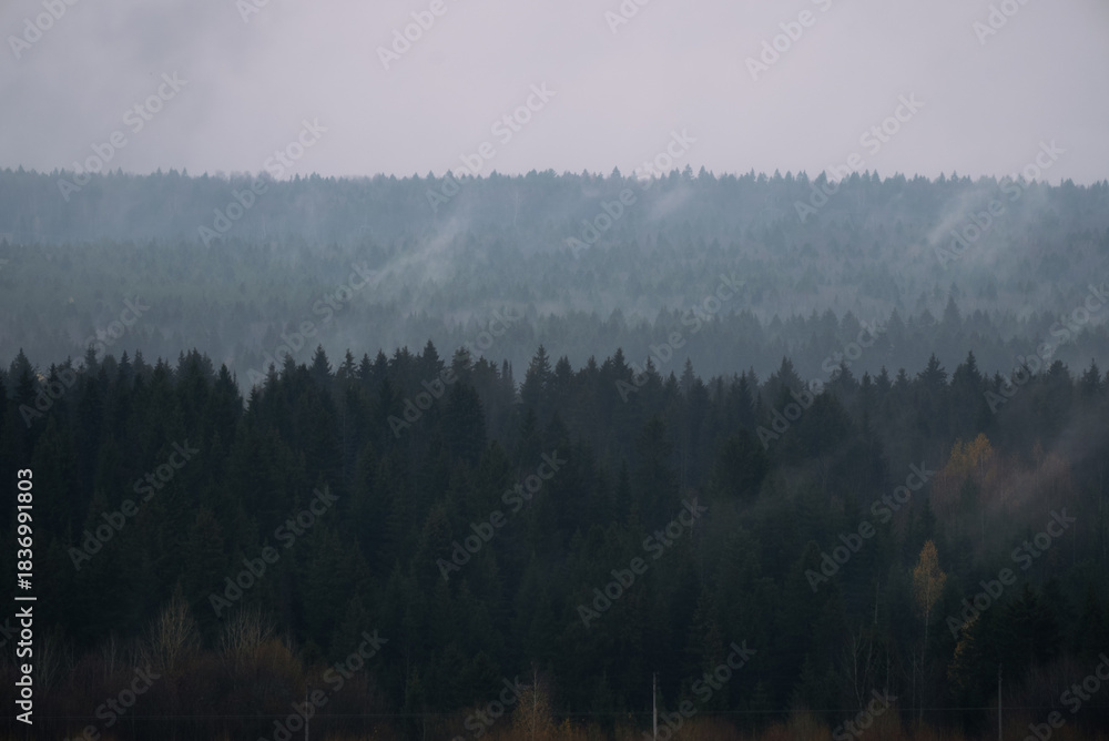 Naklejka premium Dense evergreen forest layered by rolling hills and valleys, soft morning fog rising through pine and spruce, creating a tranquil, moody, and ethereal wilderness scene