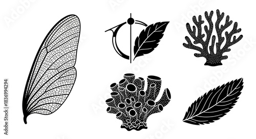 Elegant collection of botanical and natural elements, perfect for design projects, adding sophistication to any creative endeavor