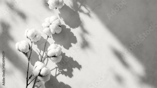 White cotton bolls on branches casting shadows on a textured surface. Modern trendy tone hue shade color of the year 2026