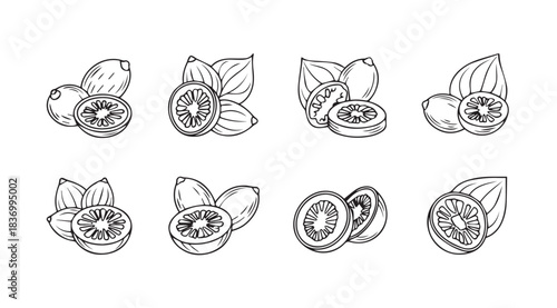 Sketchy hand drawn kiwi fruit halves and whole fruits with leaves for healthy food design vector