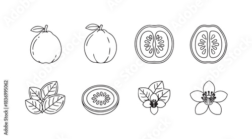 Hand drawn tropical fruits flowers leaves and slices detailed sketch collection vector